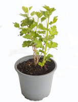 grosella roja planta 2 (R)